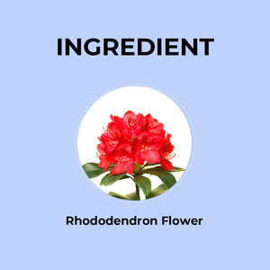 rhododendron tea