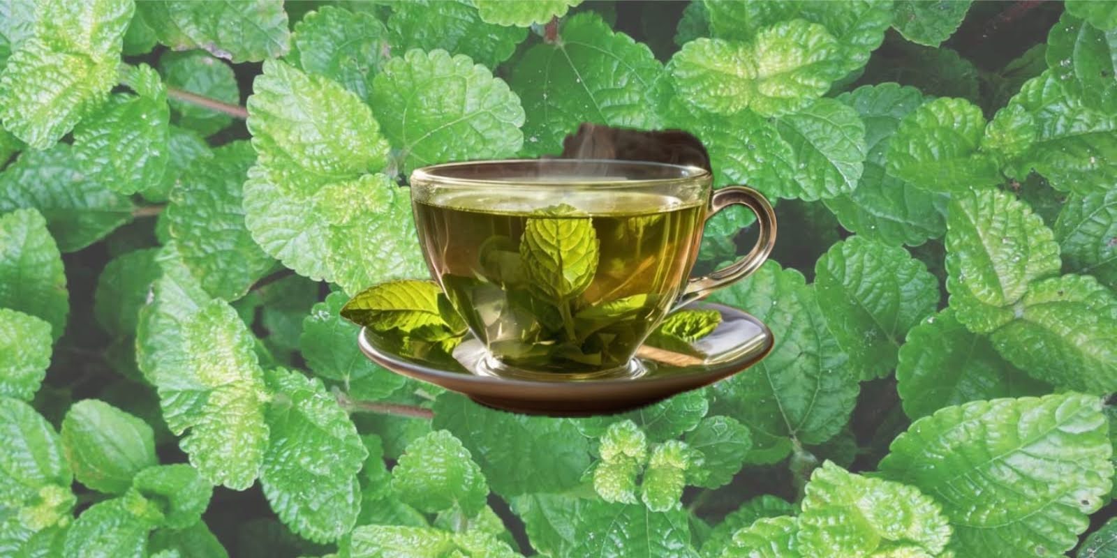 Common Poor Digestion Symptoms and How Herbal Teas Can Help