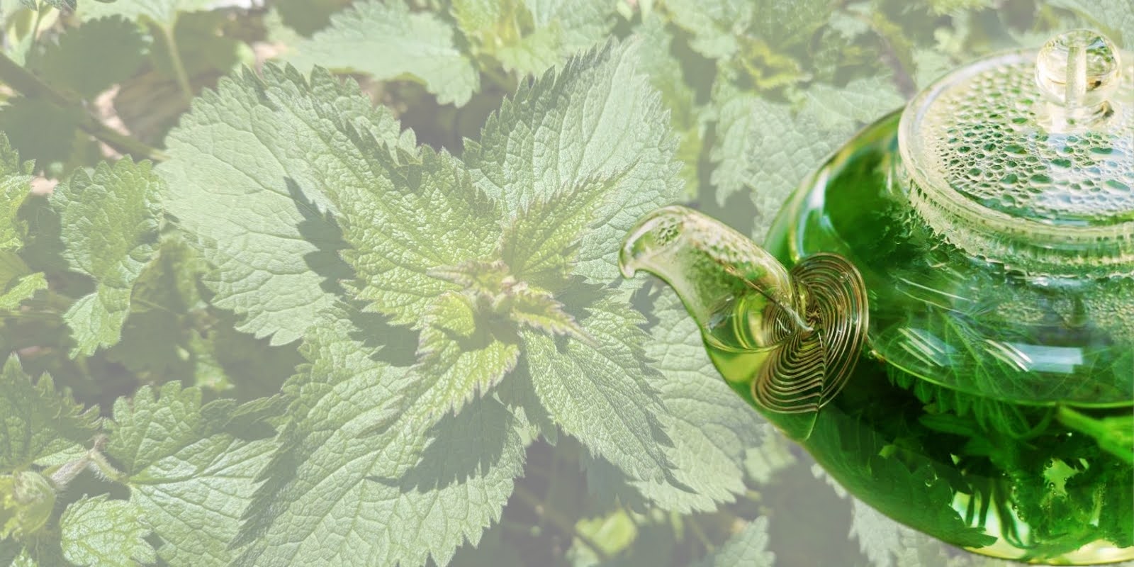 PCOS Diet Guide: Natural Herbs That Help Regulate Hormones