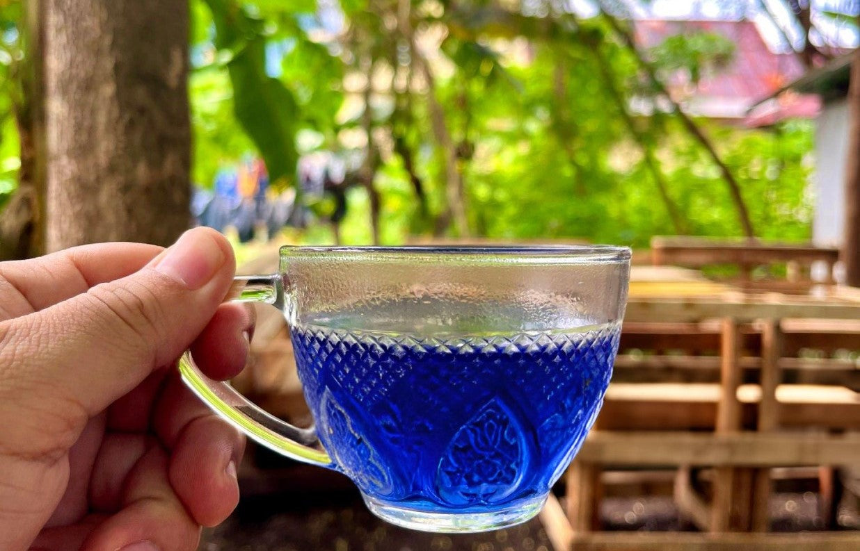 butterfly pea flower