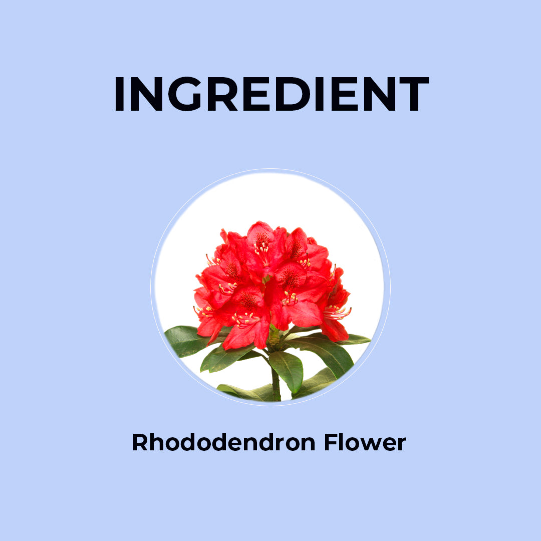 rhododendron tea
